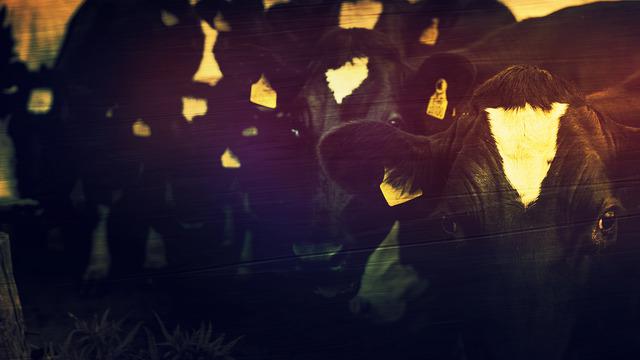 İneğin darbesi 10 yaşındaki Berfin'i hayattan kopardı! Şanlıurfa'da kahreden olay