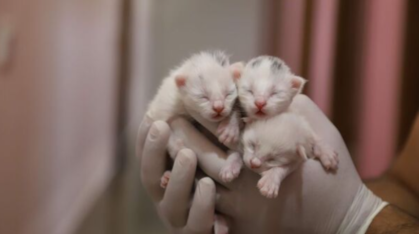 Van Kedi Villası'nda yılın ilk yavruları dünyaya geldi