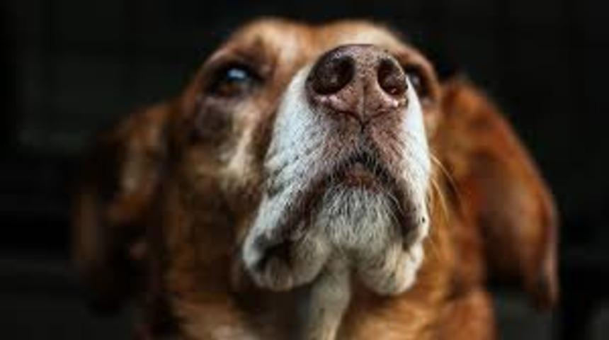 Hindistan’da kuduz salgını: 3 ölü