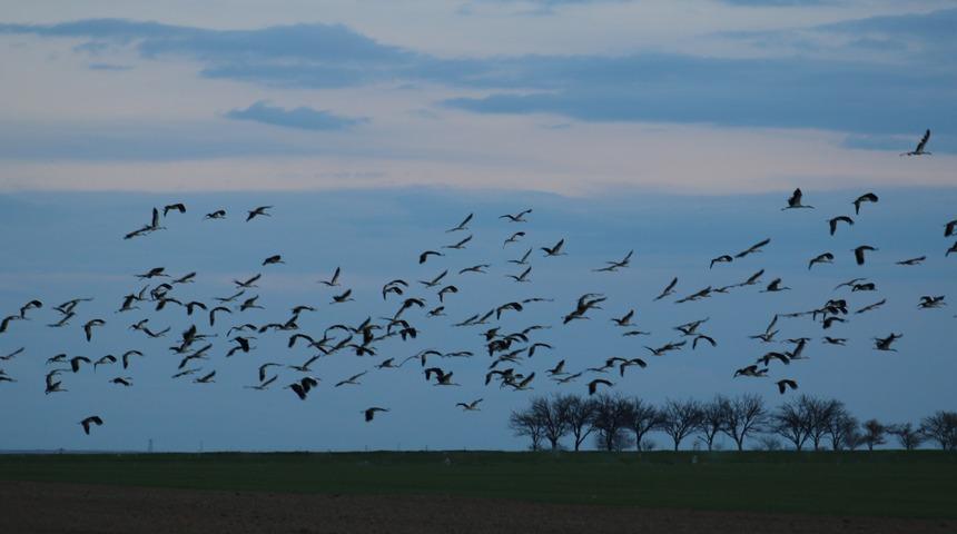 Baharın müjdeleyicisi leylekler, Tuz Gölü'nü mesken tuttu