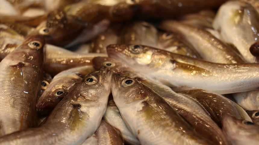 Karadeniz'de av sezonu bereketli bitiyor