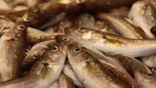 Karadeniz'de av sezonu bereketli bitiyor