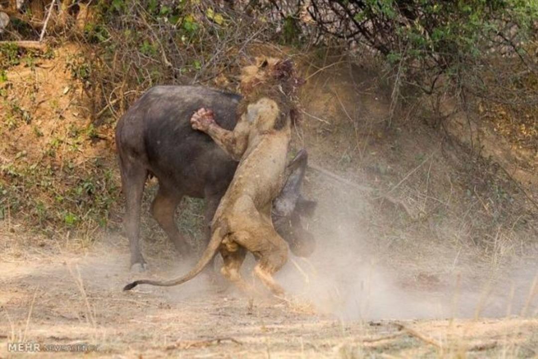 Bu kez işler ters gitti!