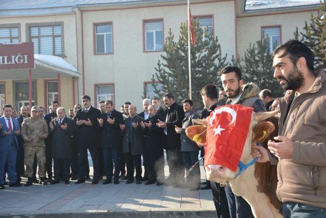 Aşkale’den Afrin’deki Mehmetçiğe 2 adet tosun gönderdiler