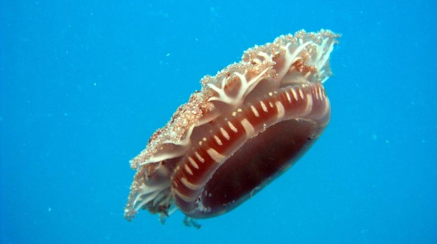 TÜDAV uyardı: Bunları görünce sakin olun ve sudan çıkın