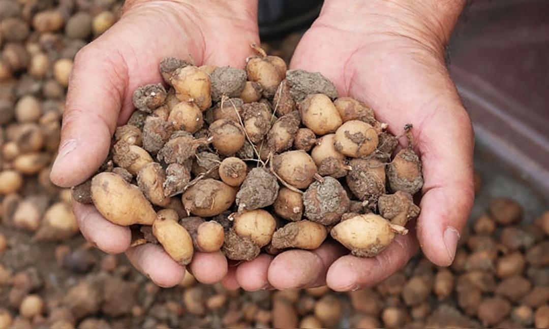 Zengin olmak için artık bu ürünü ekiyorlar! Üreticinin talebi her geçen yıl artıyor 1