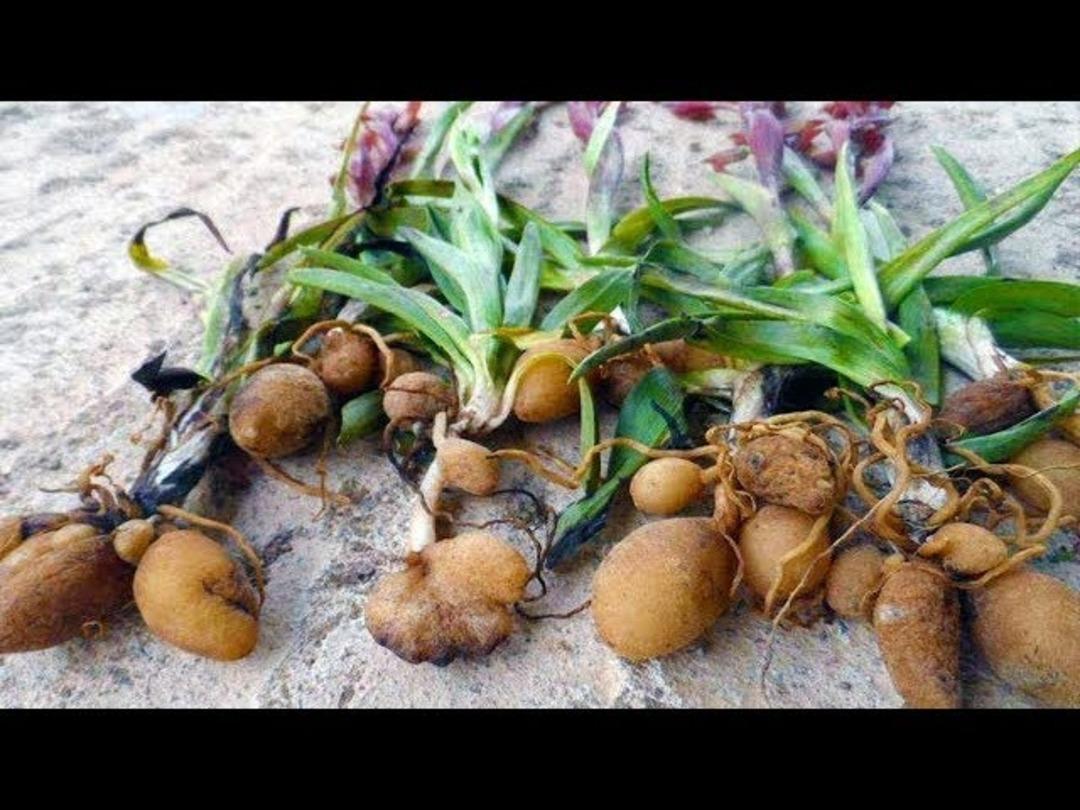 Zengin olmak için artık bu ürünü ekiyorlar! Üreticinin talebi her geçen yıl artıyor 2