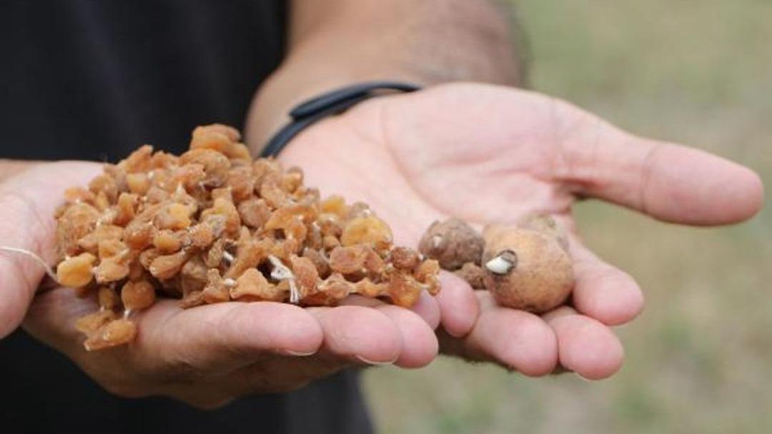 Zengin olmak için artık bu ürünü ekiyorlar! Üreticinin talebi her geçen yıl artıyor 3