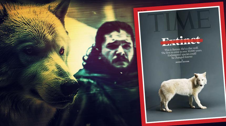 Ulu kurtlar geri geldi! 12 bin yıl önce nesli tükenmişti, yeniden hayata döndüler... Bilim dünyasının konuştuğu haber: Dire Wolf!