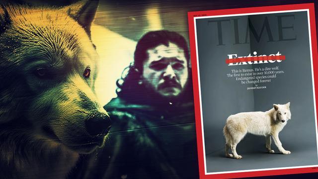 Ulu kurtlar geri geldi! 12 bin yıl önce nesli tükenmişti, yeniden hayata döndüler... Bilim dünyasının konuştuğu haber: Dire Wolf!