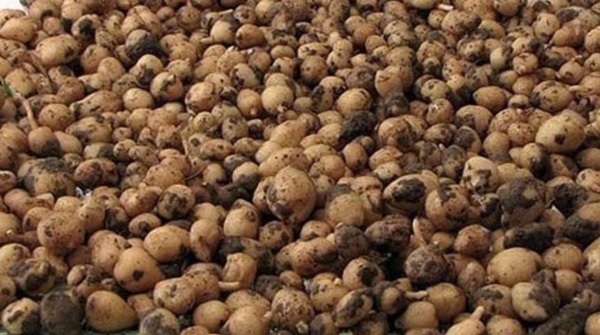 Zengin olmak için artık bu ürünü ekiyorlar! Üreticinin talebi her geçen yıl artıyor