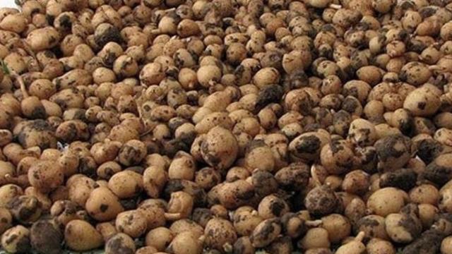 Zengin olmak için artık bu ürünü ekiyorlar! Üreticinin talebi her geçen yıl artıyor