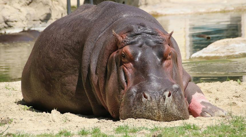 Kongo'da 50 su aygırı şarbondan zehirlendi