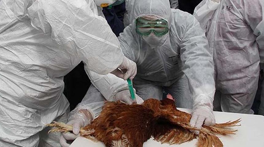 Meksika'da kuş gribi vakası! İlk ölüm kayda geçti