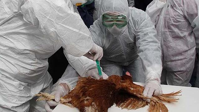 Meksika'da kuş gribi vakası! İlk ölüm kayda geçti