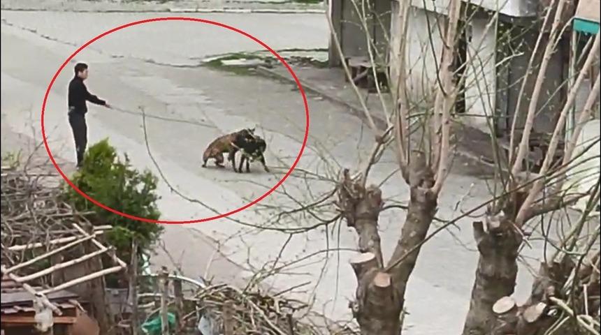 Tasmasından tuttuğu k&ouml;peğini, sokak k&ouml;peklerine saldırttı