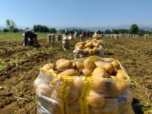 Patates ihracatı 2 ayda 114 kat arttı