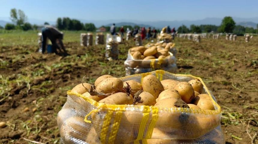 Patates ihracatı 2 ayda 114 kat arttı