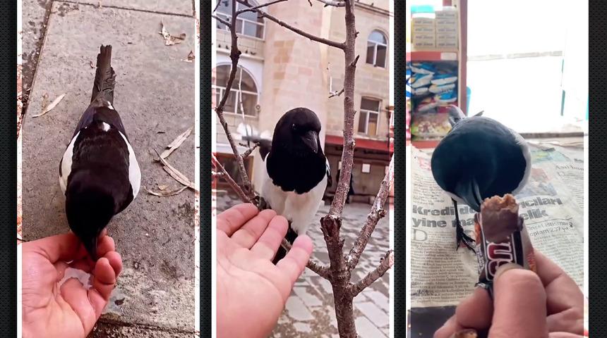 Saksağan ile ilçe esnafının renkli görüntüleri ilgi gördü