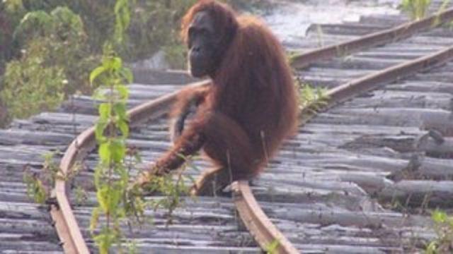 Borneo'da 16 yılda 100.000 orangutan insanlar yüzünden yok oldu