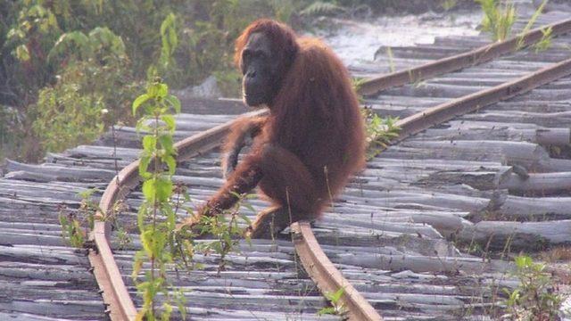 Borneo'da 16 yılda 100.000 orangutan insanlar yüzünden yok oldu