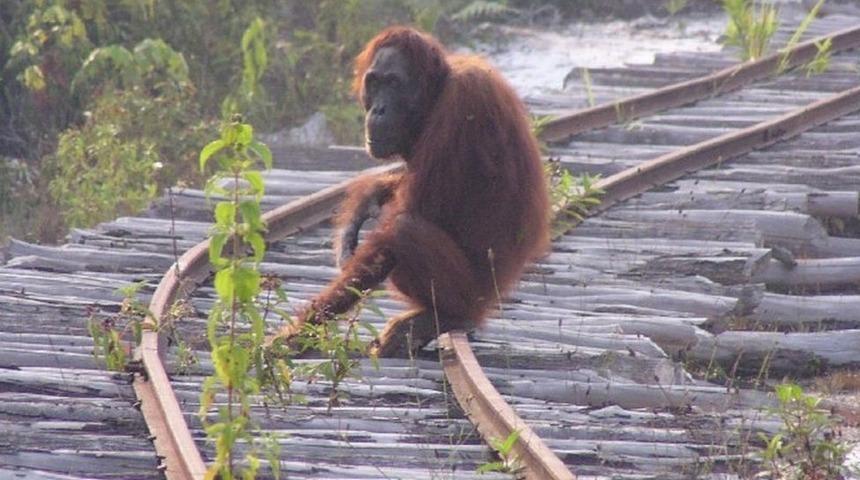 Borneo'da 16 yılda 100.000 orangutan insanlar y&uuml;z&uuml;nden yok oldu