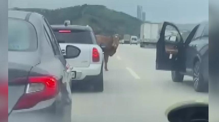 Yer: Bursa! Otobana çıkan boğa, sürücülere zor anlar yaşattı