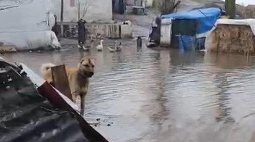 Kars'ta sel: Evleri su bastı