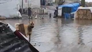 Kars'ta sel: Evleri su bastı