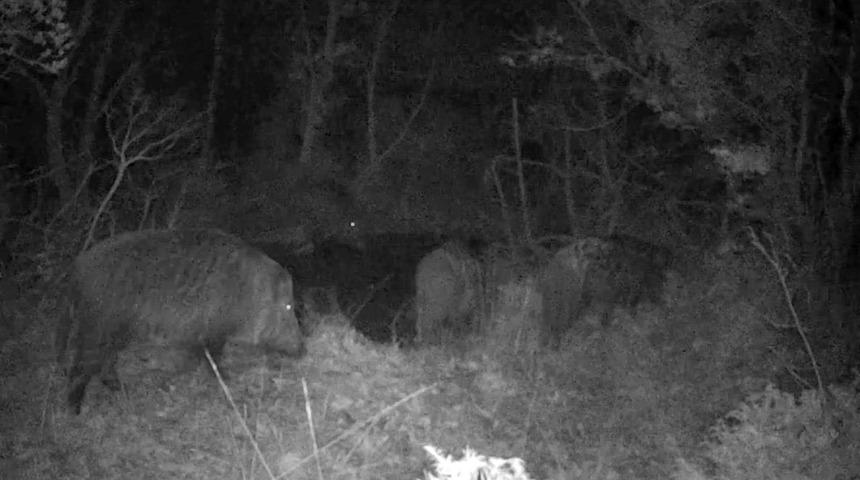 Kurduğu fotokapanlarla 13 yıldır yaban hayatı kayıt altına alıyor!