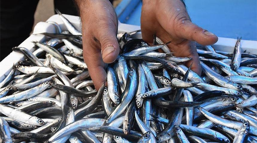 Karadeniz'de hamsi fiyatı düştü