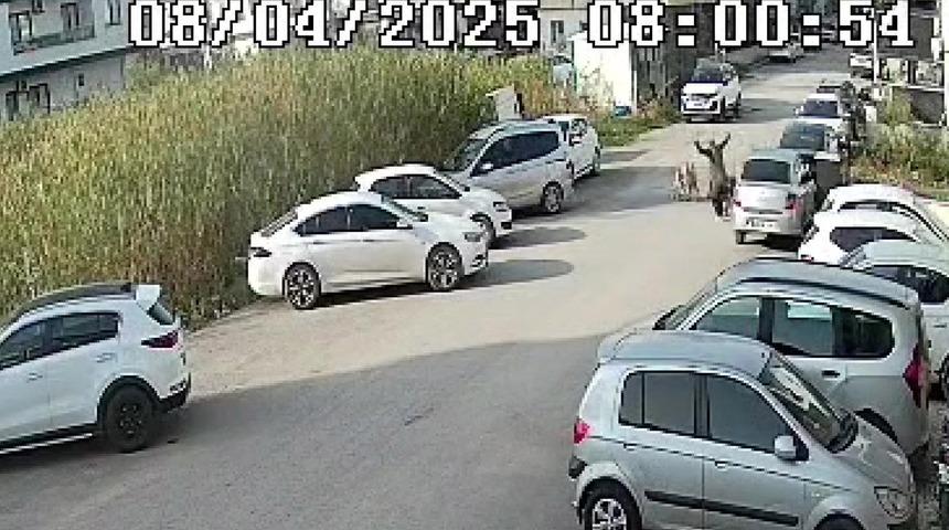 Sokak köpeklerinin saldırdığı yaşlı kadın yaralandı