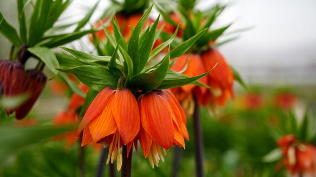 Görenleri büyülüyor: Yılda 20 gün hayatta kalıyor... Bu çiçeği koparırsanız servet ödüyorsunuz!