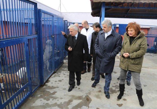 Vali Süleyman Kamçı, Kayseri Geçici Köpek Bakımevinde incelemelerde bulundu