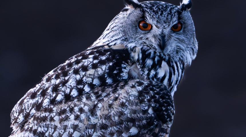 Ender rastlanıyor! Sivas'ta görüntülendi