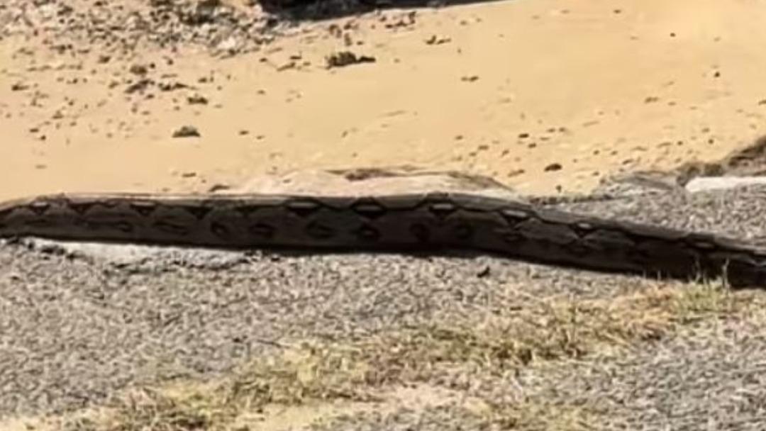 Şehrin göbeğinde görüldü! Yakalamaya çalışmayın uyarıları yapıldı! Herkes peşinde... 1