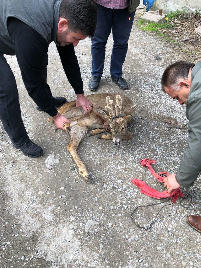 Köpeklerin saldırdığı karacaya tedavi