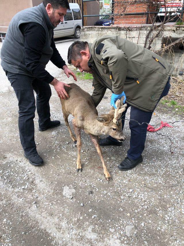 Köpeklerin saldırdığı karacaya tedavi