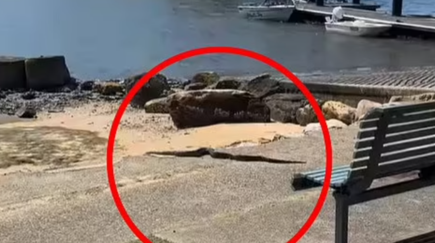 Şehrin göbeğinde görüldü! 'Yakalamaya çalışmayın' uyarıları yapıldı! Herkes peşinde...