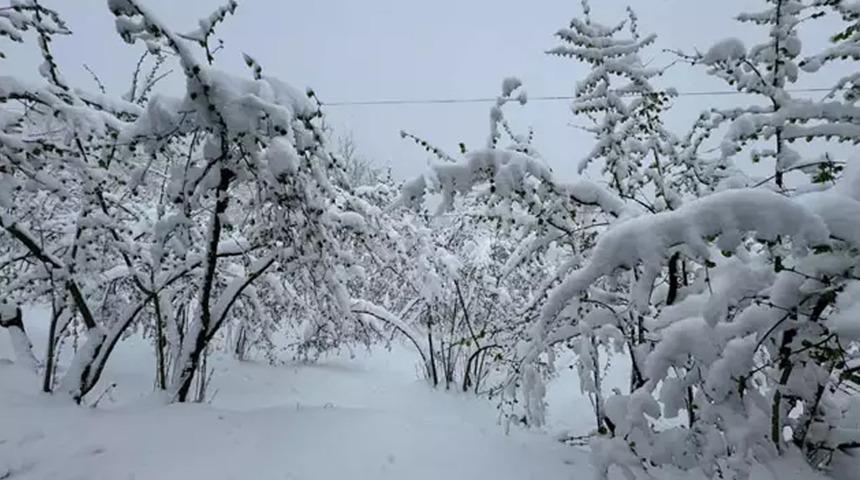 Ordu'da nisan ayında yağan kar fındığa büyük darbe vurabilir