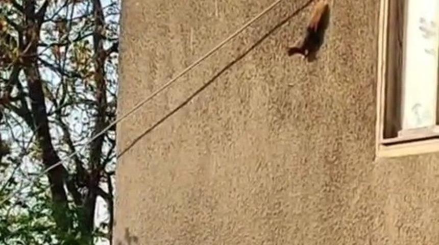 Resmen sincaplar bastı! Evin duvarlarında görünce şaşkına döndü...