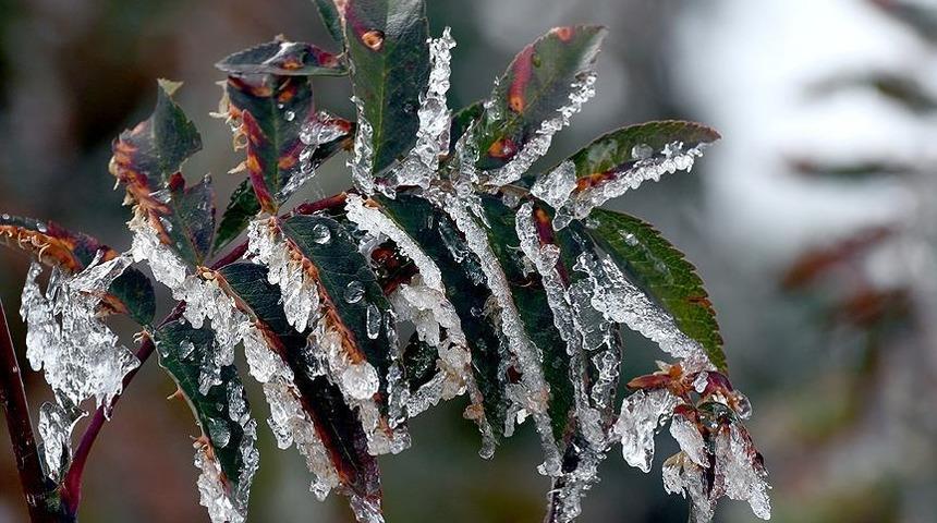 Meteorolojiden 5 il için zirai don uyarısı