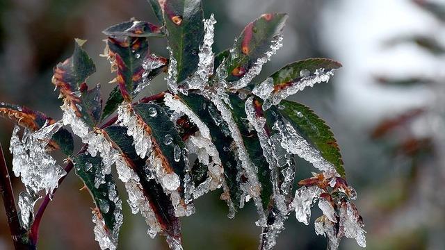 Meteorolojiden 5 il için zirai don uyarısı
