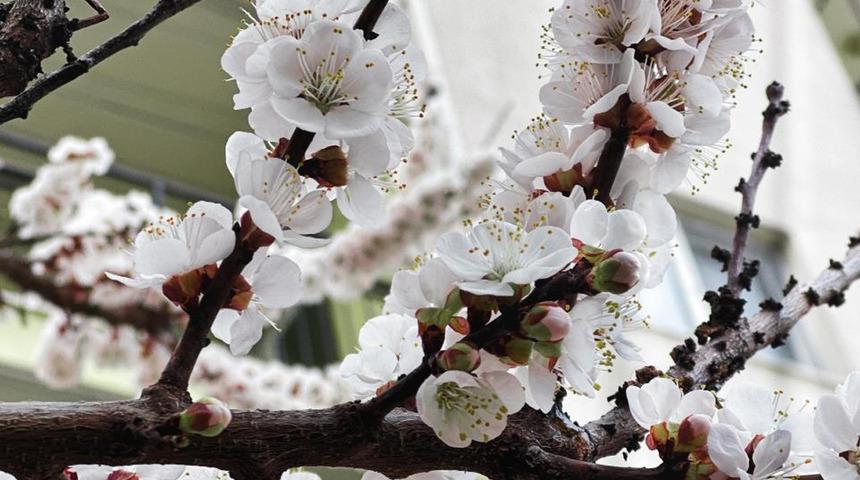 Burdur için zirai don uyarısı