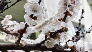 Burdur için zirai don uyarısı