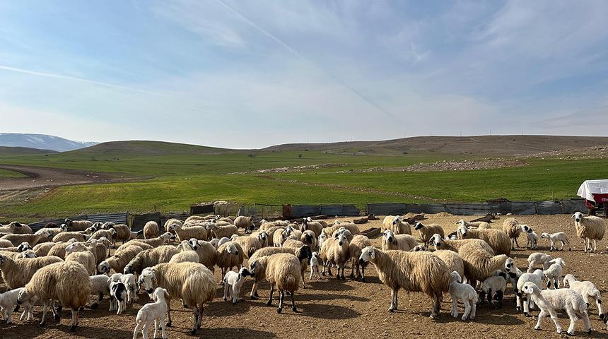 Tunceli'de şap karantinası