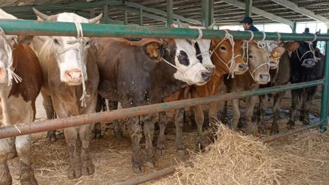 Kütahya'da hayvan pazarı yeniden açıldı! Uyulması gereken kurallar belli olacak