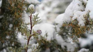 Bayburtlu çiftçilere zirai don uyarısı