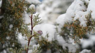 Bayburtlu çiftçilere zirai don uyarısı