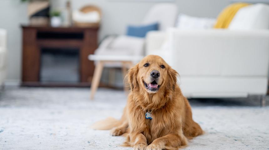 Köpekler hangi renkleri görür, hangi renkleri göremez? Köpekler yeşil rengi görebilir mi?